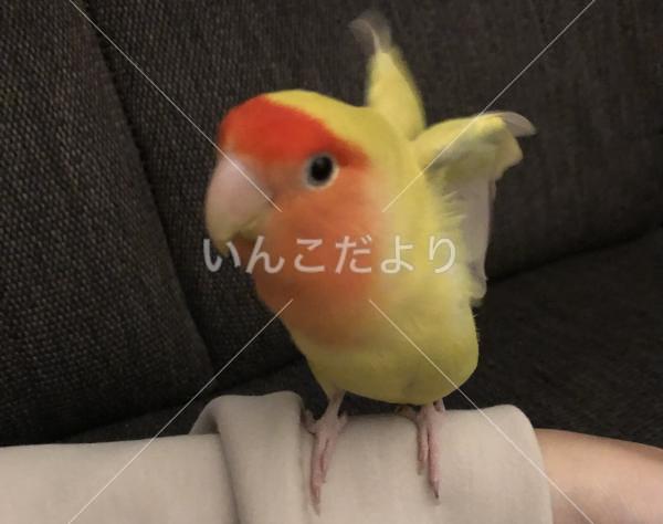 迷い鳥の写真