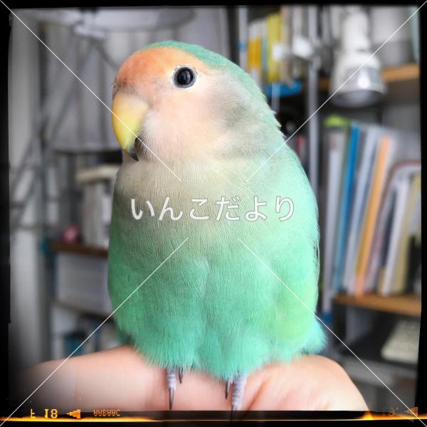 迷い鳥の写真