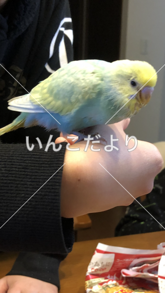 迷い鳥の写真