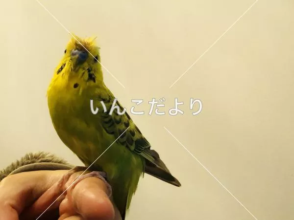 迷い鳥の写真