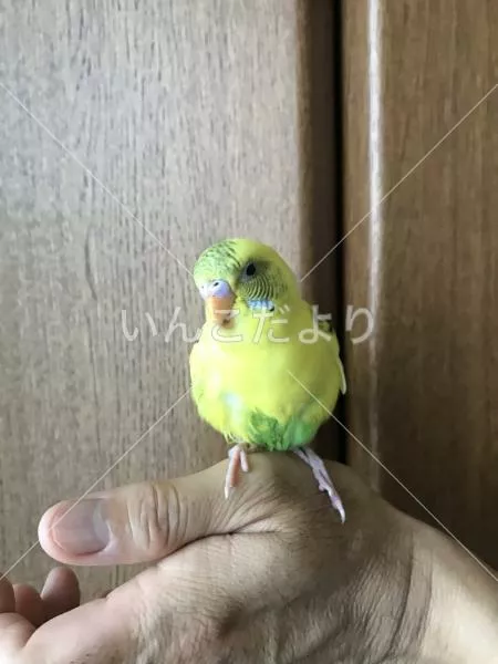 保護鳥の写真