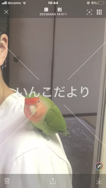 保護鳥の写真