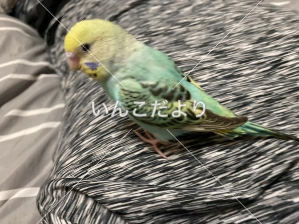 保護鳥の写真