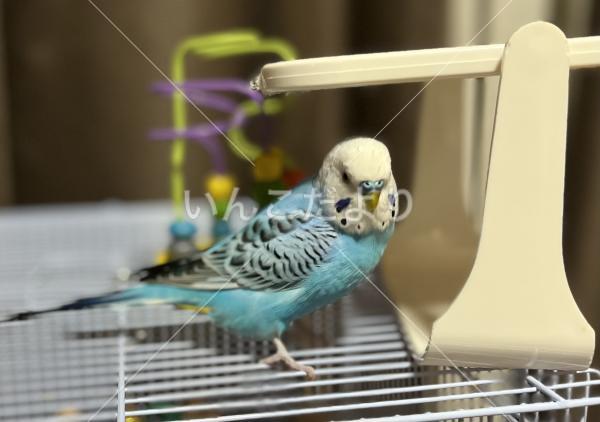 迷い鳥の写真