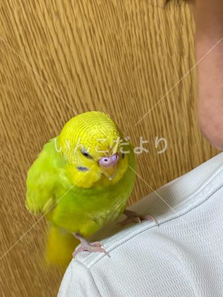 迷い鳥の写真