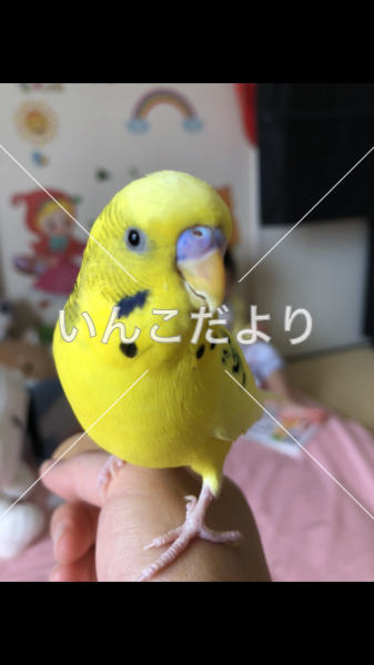 迷い鳥の写真