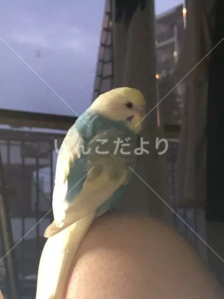 迷い鳥の写真