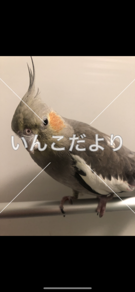 迷い鳥の写真