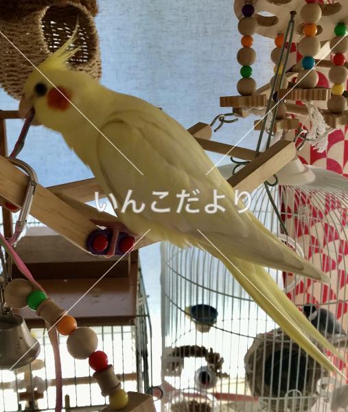 迷い鳥の写真