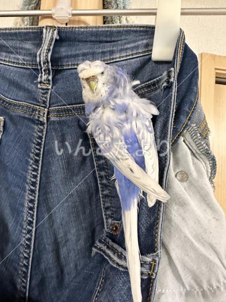 迷い鳥の写真