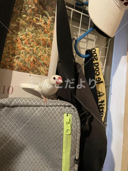 保護鳥の写真