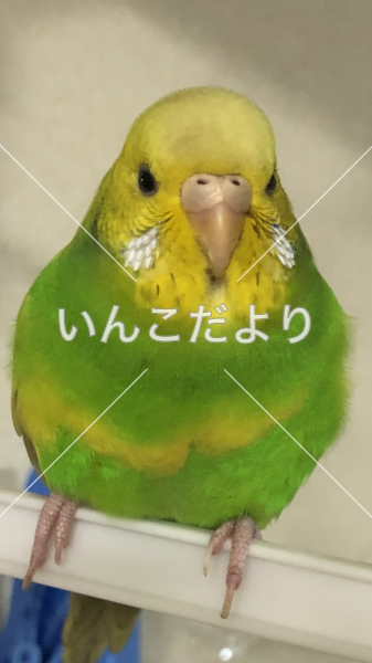 迷い鳥の写真