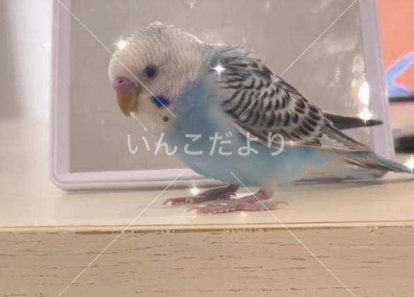 迷い鳥の写真