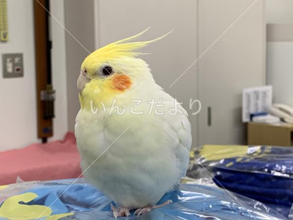 迷い鳥の写真