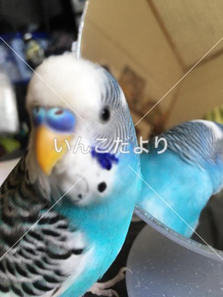 迷い鳥の写真