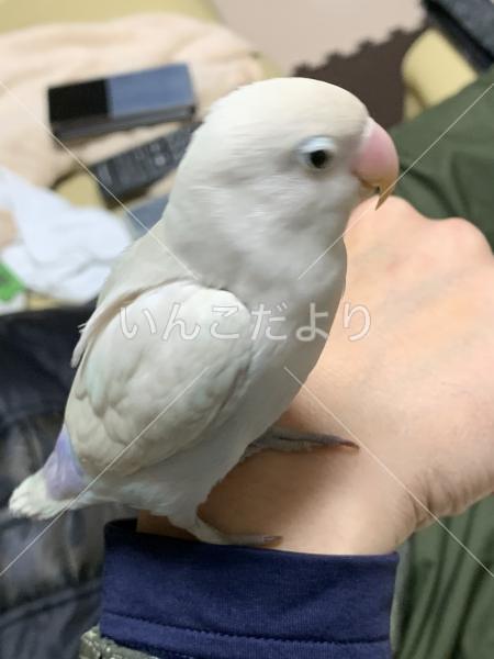 迷い鳥の写真
