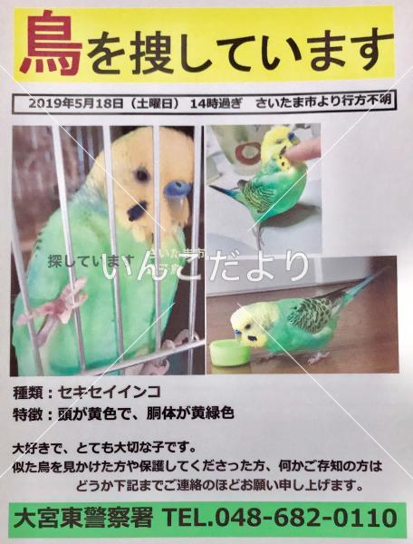 迷い鳥の写真