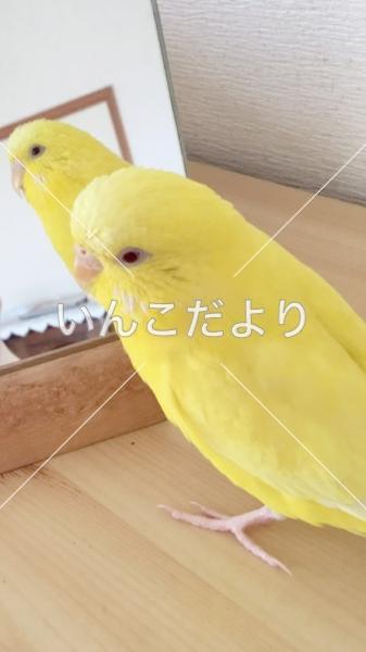 迷い鳥の写真