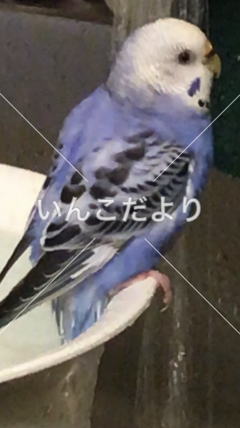 迷い鳥の写真