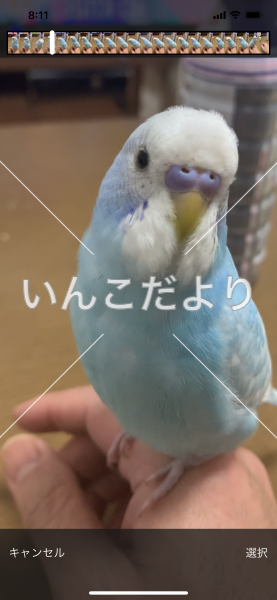 迷い鳥の写真