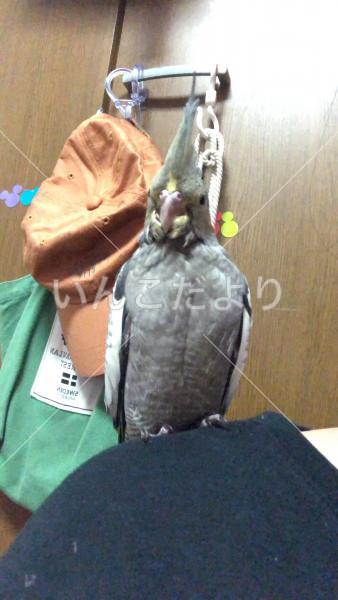 迷い鳥の写真