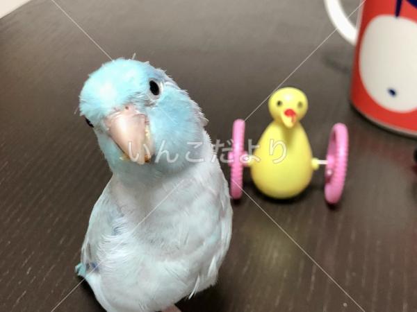 迷い鳥の写真