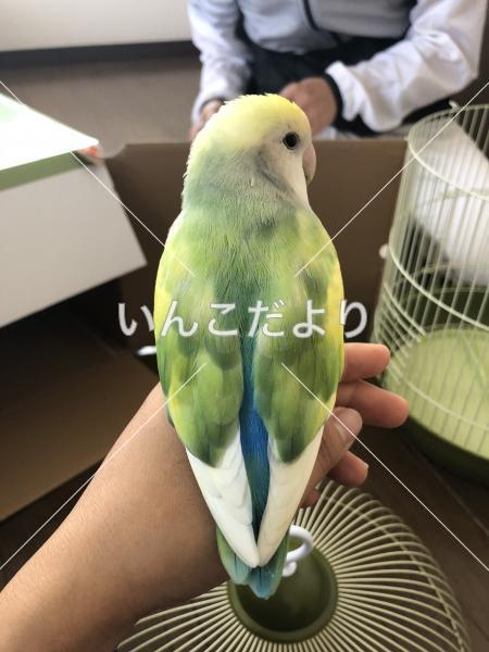迷い鳥の写真