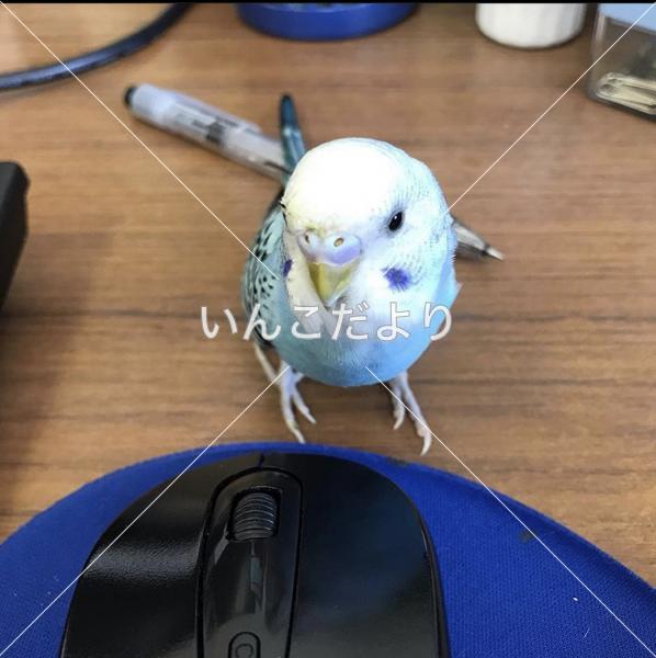 迷い鳥の写真