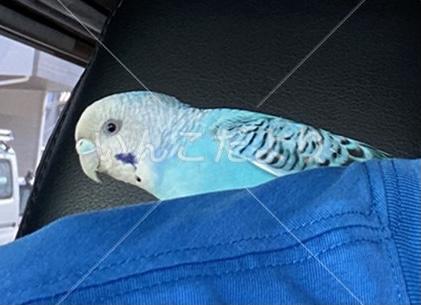 保護鳥の写真