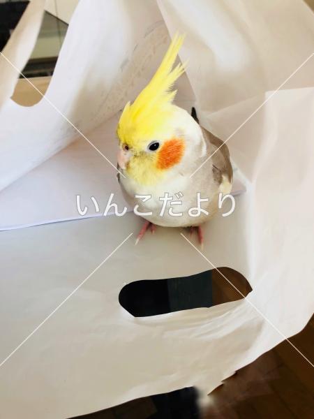 迷い鳥の写真