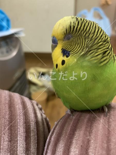 迷い鳥の写真