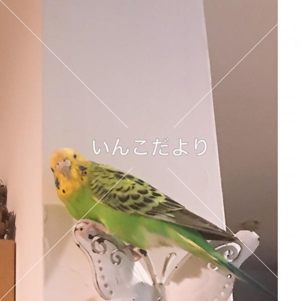 迷い鳥の写真