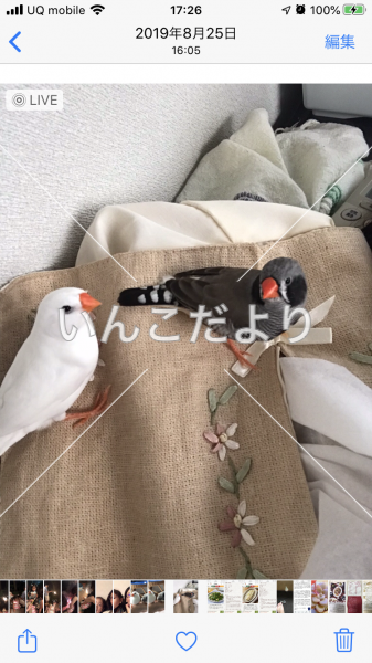 迷い鳥の写真