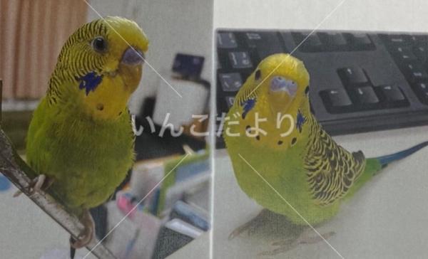 迷い鳥の写真