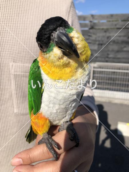 迷い鳥の写真