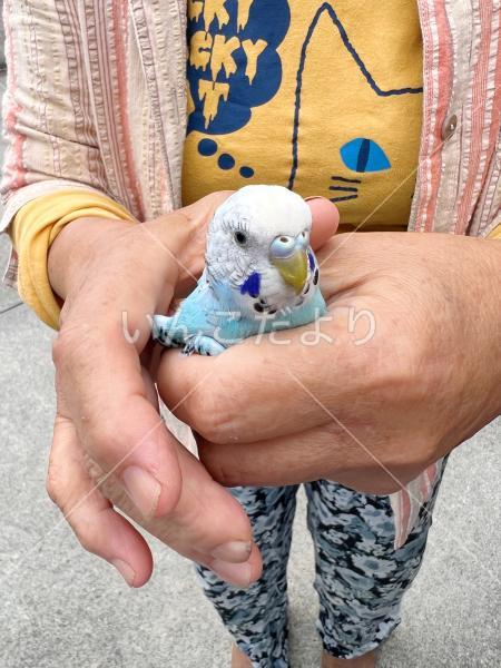 保護鳥の写真