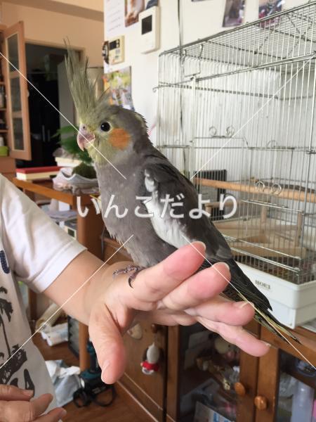 迷い鳥の写真