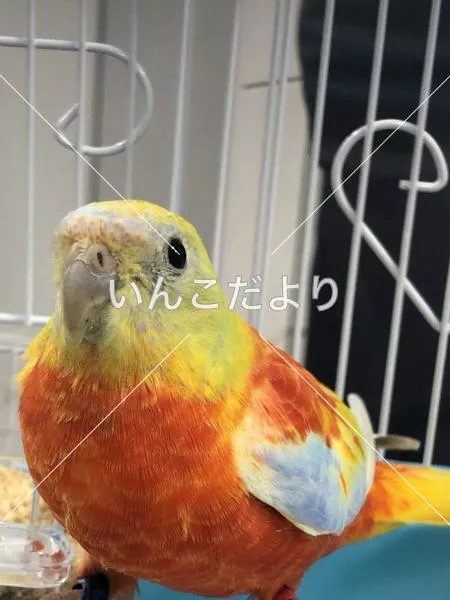 保護鳥の写真