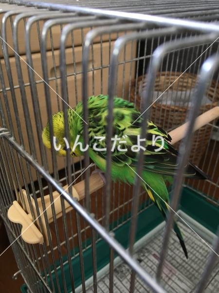 保護鳥の写真