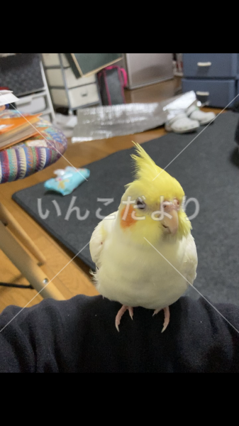迷い鳥の写真