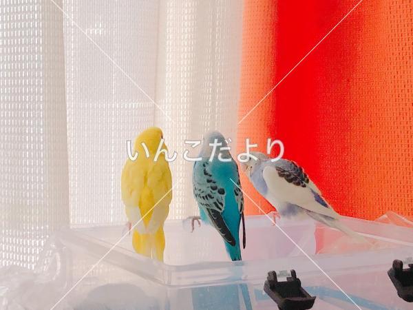 迷い鳥の写真