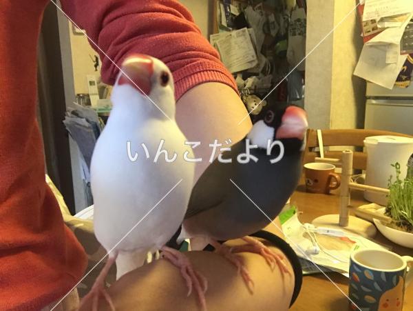迷い鳥の写真