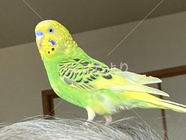 迷い鳥の写真