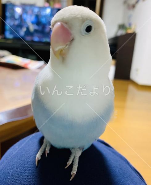 迷い鳥の写真