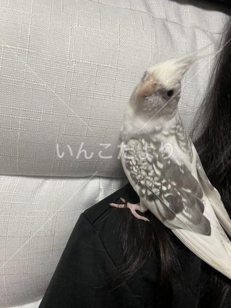 迷い鳥の写真