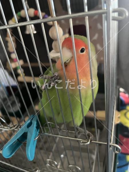 迷い鳥の写真