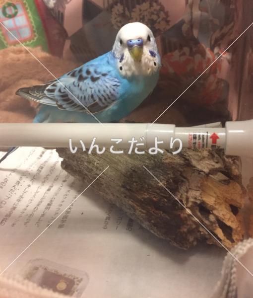 保護鳥の写真