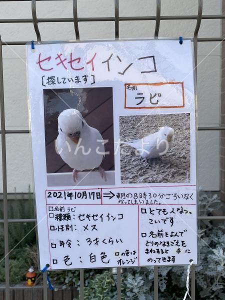 迷い鳥の写真
