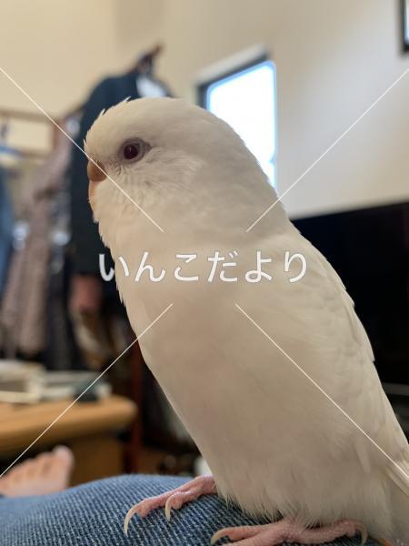 迷い鳥の写真
