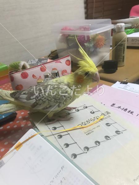 迷い鳥の写真
